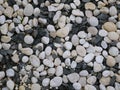 Multicolored cobblestone pebble background.Beige vintage color