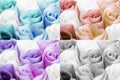 Multicolored collection of roses