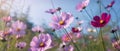 Multicolored cosmos flowers in meadow in spring summer 1690444764635 5