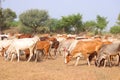 Multicolored cows group in thar India Royalty Free Stock Photo