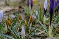 Multicolored crocuses are making their way out of the ground. Royalty Free Stock Photo