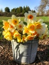 Multicolored daffodils in a metal farm bucket