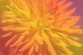 Unfocused multicolored dahlia in blur October. Multicolored dahlia in blur Ocober morning 2020. Yellow flower petals with orange d Royalty Free Stock Photo