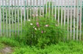 Multicolored daisies Cosmos around wooden fence