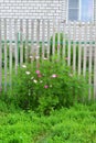 Multicolored daisies Cosmos around wooden fence