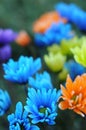 Multicolored Daisy Flowers
