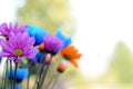 Multicolored Daisy Flowers