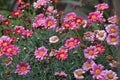 Multicolored Dasies Royalty Free Stock Photo