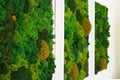 Multicolored decorative stabilized moss as wall decor in interior design