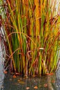 Multicolored dense aquatic bush in lake