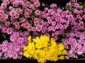 Multicolored different varieties of chrysanthemums as background