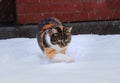 A multicolored domestic cat is playing with snow. She loves snow. She hunting snowflakes and raking holes on garden