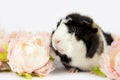 Multicolored domestic guinea pig Cavia porcellus, also known as cavy or domestic cavy .