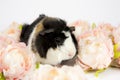 Multicolored domestic guinea pig Cavia porcellus, also known as cavy or domestic cavy .