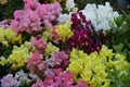 Multicolored dragon flowers or snapdragons