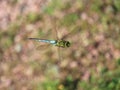 Multicolored dragonfly flying