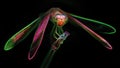 Multicolored dragonfly on its perch, macro photo of this gracious and fragile predator, digital neon light effect