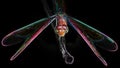 Multicolored dragonfly on its perch, macro photo of this gracious and fragile predator with wide wings and big faceted eyes
