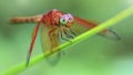 multicolored dragonfly on a blade of grass, macro photo of this elegant and fragile predator with wide wings and giant eyes