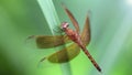 multicolored dragonfly resting on a blade of grass, macro photo of this elegant and fragile predator 