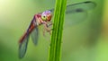 multicolored dragonfly on a blade of grass, macro photo of this elegant and fragile predator with wide wings and giant faceted eye