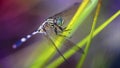 multicolored dragonfly resting on a leaf, macro photo of this delicate and gracious Odonata