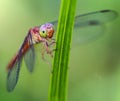 Multicolored dragonfly on a leaf