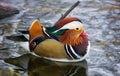 A multicolored duck floats in a pond on a spring morning