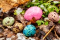 Multicolored Easter eggs in the snow Royalty Free Stock Photo