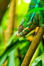 Multicolored exotic cameleon on the branch in the rainforest