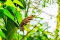 Multicolored exotic cameleon on the branch in the rainforest