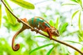 Multicolored exotic cameleon on the branch in the rainforest