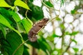 Multicolored exotic cameleon on the branch in the rainforest Royalty Free Stock Photo