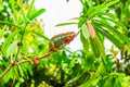 Multicolored exotic cameleon on the branch in the rainforest