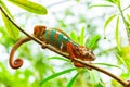 Multicolored exotic cameleon on the branch in the rainforest