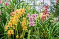 Multicolored exotic orchid flowers in botanical garden