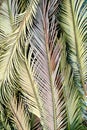 Multicolored exotic palm leaves, tropical background, close-up, flatlay, vertical frame
