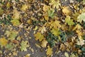 Multicolored fallen leaves of maple on Glechoma hederacea Royalty Free Stock Photo