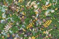 Multicolored fallen leaves and melting snow covering greenery Royalty Free Stock Photo