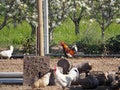 Multicolored bird in a corral, Lrida, Spain, Europe