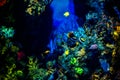 Multicolored fish in the aquarium