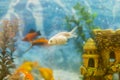 Multicolored fish in the aquarium. Goldfish in freshwater aquarium with green beautiful planted tropical. fish in freshwater aquar