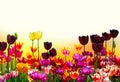 Multicolored floral frame of isolated tulips of different varieties, background for greeting banner. Royalty Free Stock Photo