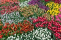 Multicolored flower bed of tulips of different varieties in garden. Bright palette of colors, spring floral landscape as blank for