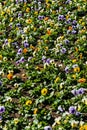 Multicolored flower beds of pansies in the city park Royalty Free Stock Photo