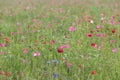 Multicolored flower field in the Netherlands on a summer day