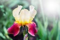 Multicolored flower of iris with drops of rain on petals_ Royalty Free Stock Photo