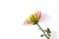 Multicolored flower isolated on white background