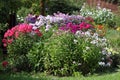 Multicolored flowerbed flowering phlox in the garden Royalty Free Stock Photo