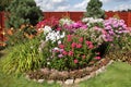 Multicolored flowerbed flowering phlox on a sunny day Royalty Free Stock Photo